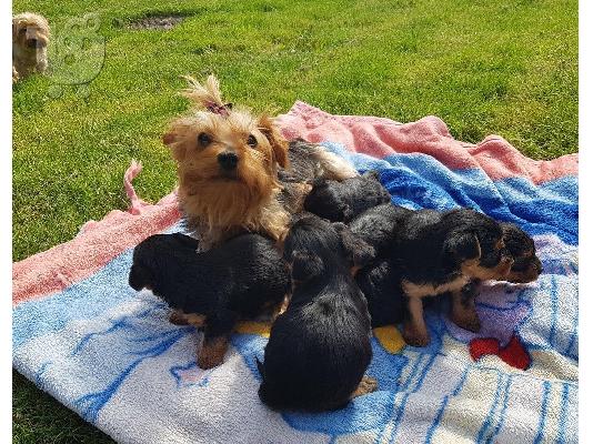 κουτάβια yorkie